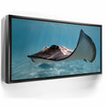 Featured image 5 for Hello Stingray - Tahiti