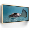 Featured image 9 for Hello Stingray - Tahiti