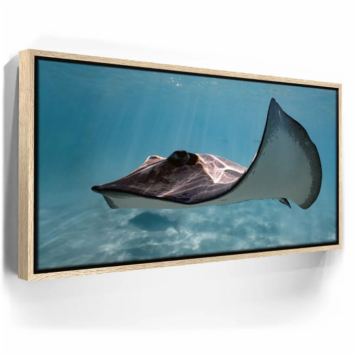 Featured image 9 for Hello Stingray - Tahiti