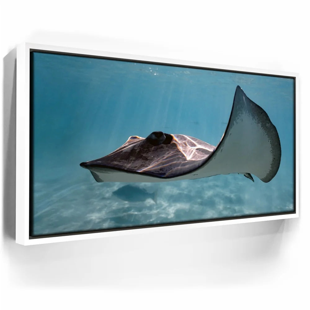 Featured image 6 for Hello Stingray - Tahiti