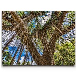 Honolua Bay Trail Maui