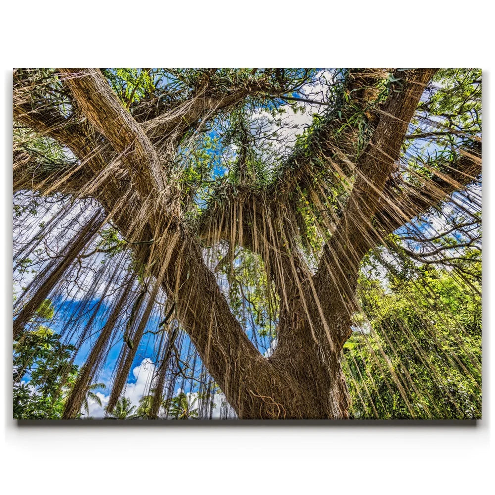 Featured image 1 for Honolua Bay Trail Maui