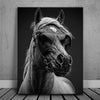 Featured image 1 for Horse Wearing Glasses II - Black and White