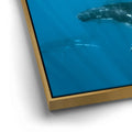 Thumbnail image 12 for Humpback and Pilots Meet - Tahiti