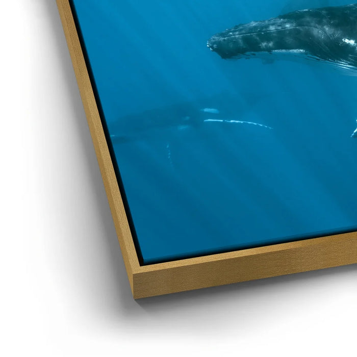 Featured image 12 for Humpback and Pilots Meet - Tahiti