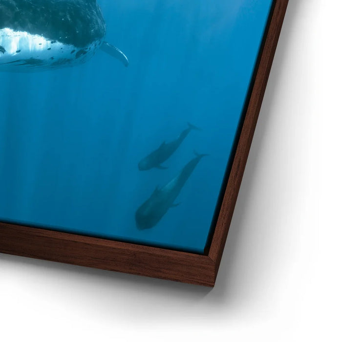 Featured image 14 for Humpback and Pilots Meet - Tahiti