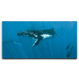 Humpback and Pilots Meet - Tahiti