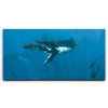 Featured image 1 for Humpback and Pilots Meet - Tahiti