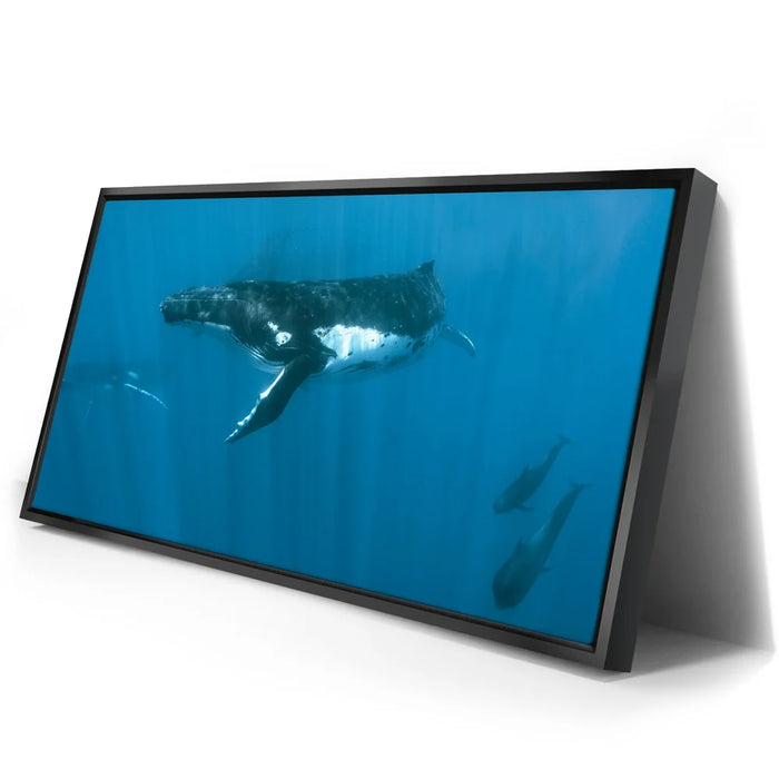 Featured image 2 for Humpback and Pilots Meet - Tahiti