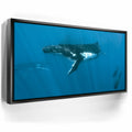 Featured image 5 for Humpback and Pilots Meet - Tahiti