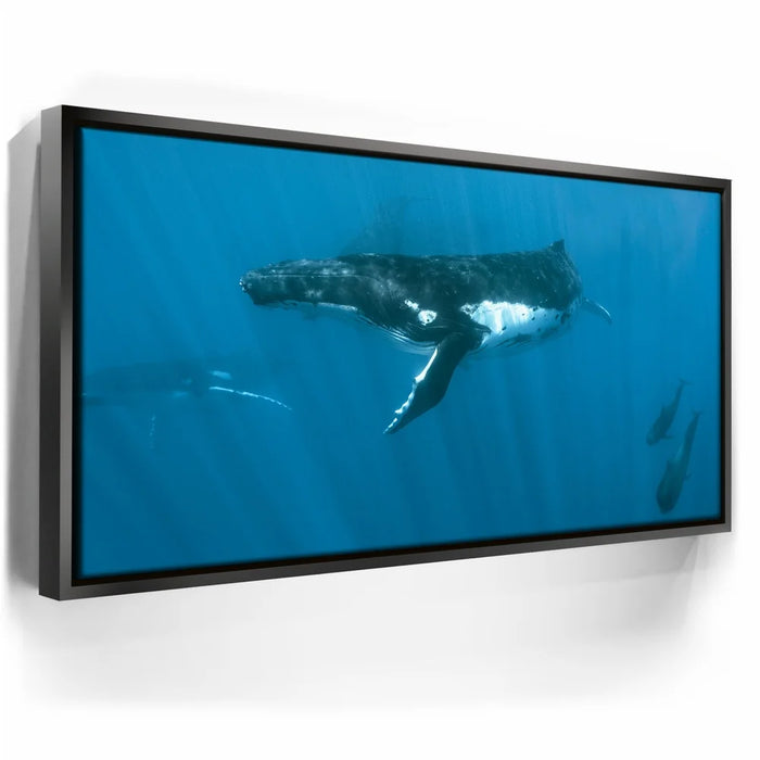 Featured image 5 for Humpback and Pilots Meet - Tahiti