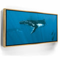Featured image 7 for Humpback and Pilots Meet - Tahiti