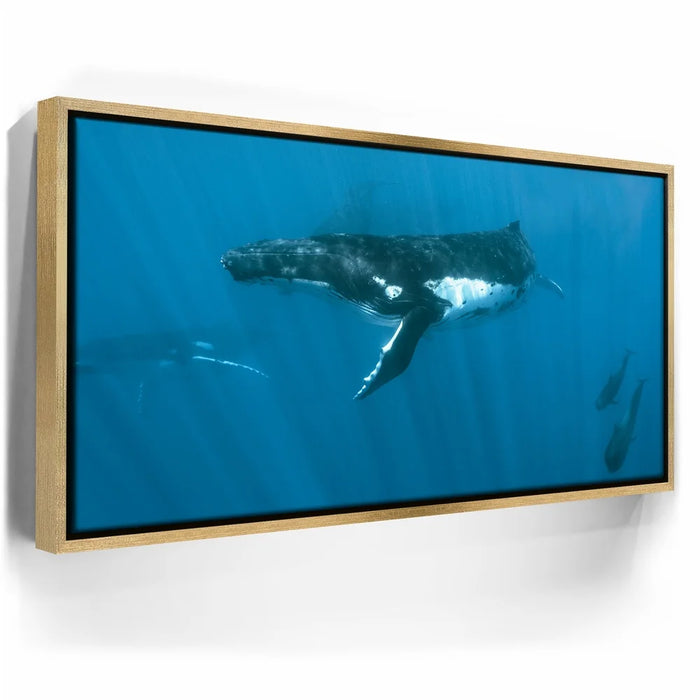 Featured image 7 for Humpback and Pilots Meet - Tahiti