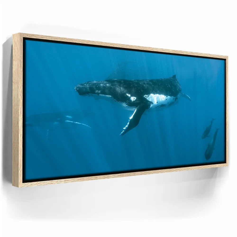 Featured image 9 for Humpback and Pilots Meet - Tahiti