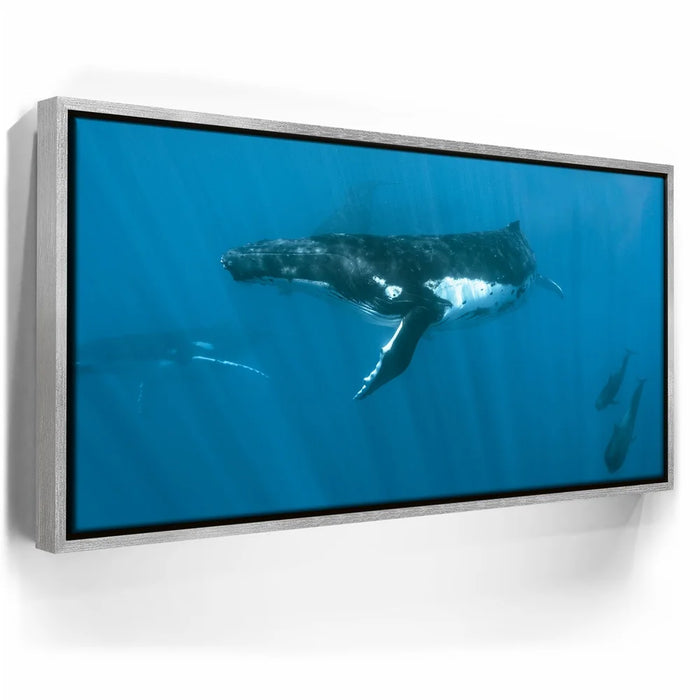 Featured image 8 for Humpback and Pilots Meet - Tahiti