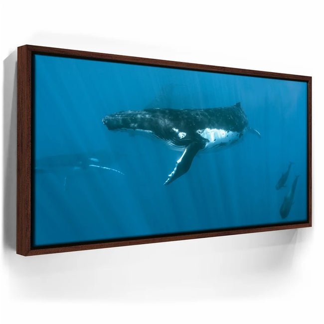 Featured image 10 for Humpback and Pilots Meet - Tahiti