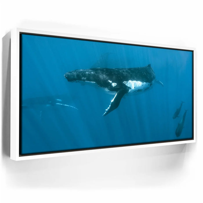 Featured image 6 for Humpback and Pilots Meet - Tahiti