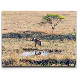 Hyena At Watering Hole Tanzania Africa