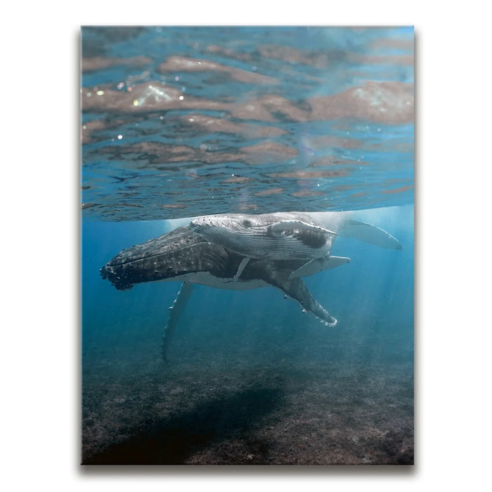 Featured image 1 for I See You - Tahiti