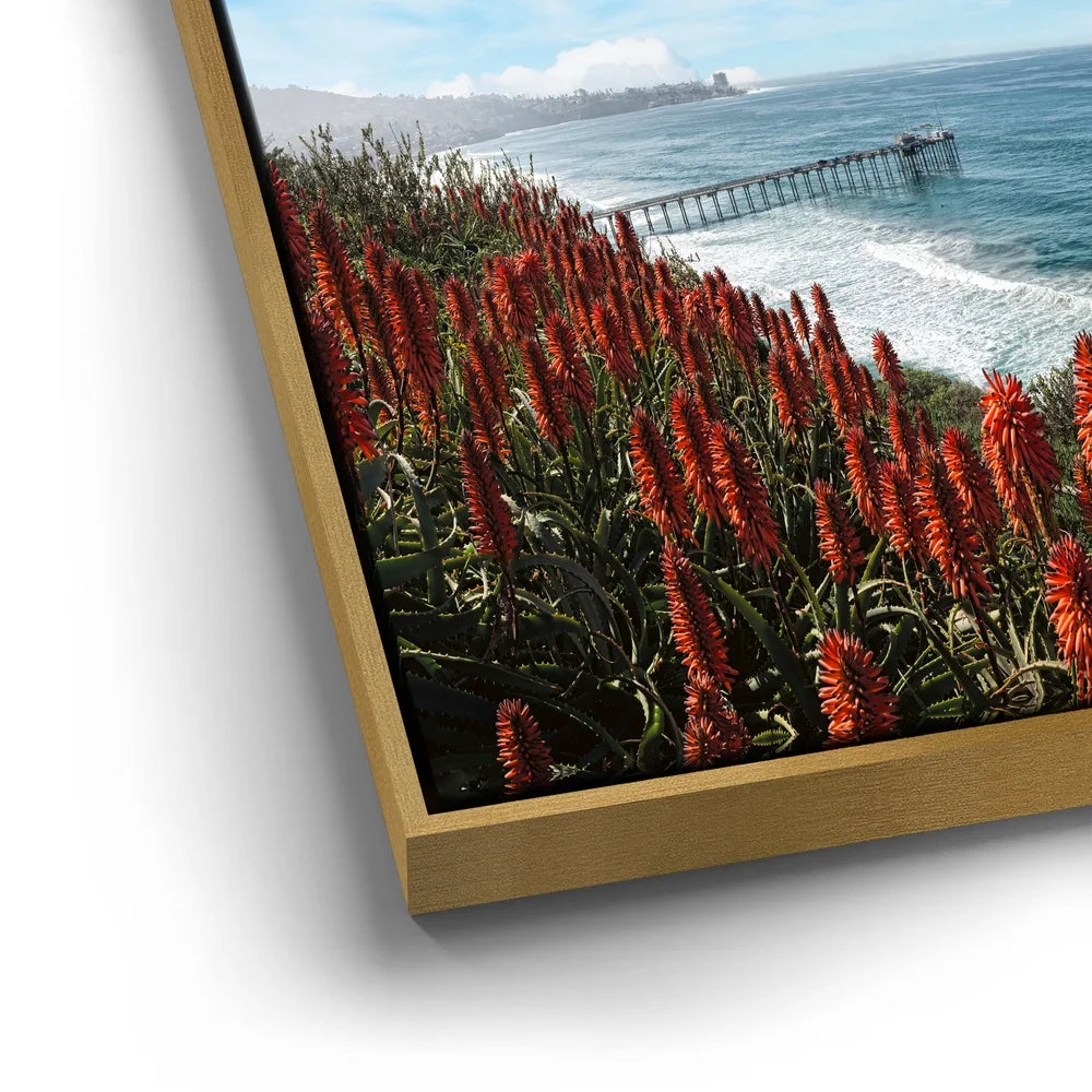 Featured image 12 for La Jolla Coast Wildflowers