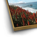 Thumbnail image 12 for La Jolla Coast Wildflowers