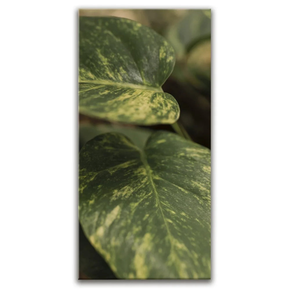Featured image 1 for Layers of Green - Maui, Hawaii