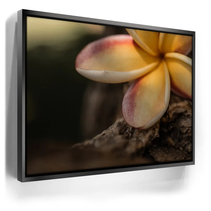 Featured image 5 for Laying Plumeria, Maui