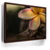 Featured image 10 for Laying Plumeria, Maui