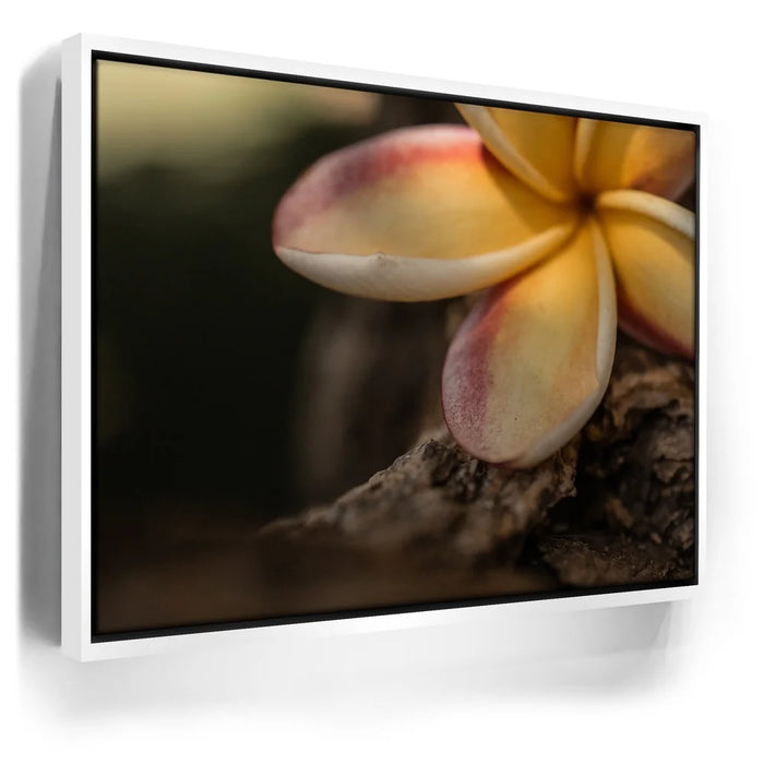 Featured image 6 for Laying Plumeria, Maui