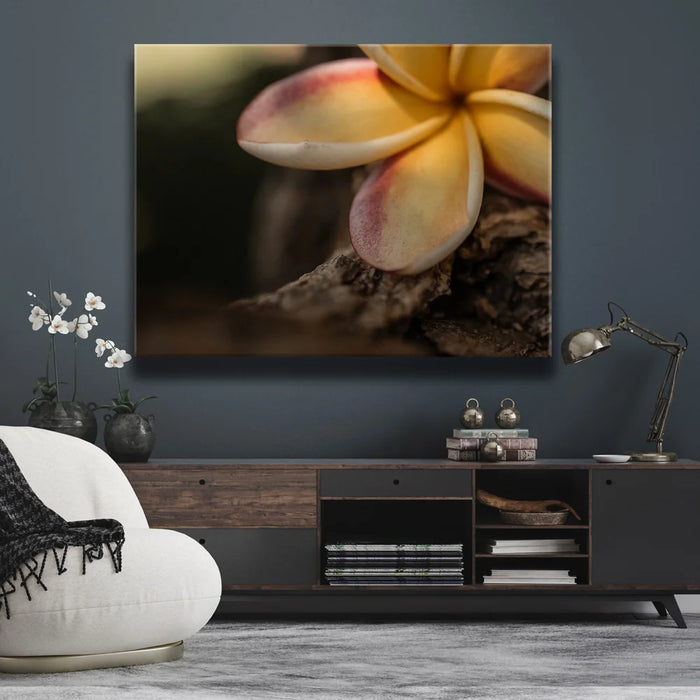Featured image 2 for Laying Plumeria, Maui