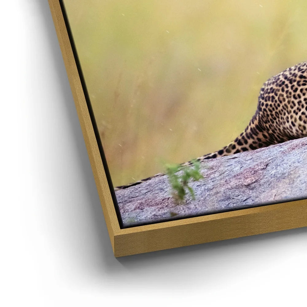 Featured image 12 for Leopard In Gentle Rain Tanzania