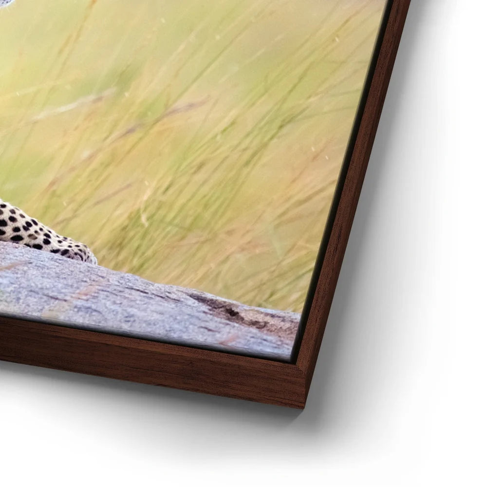 Featured image 14 for Leopard In Gentle Rain Tanzania