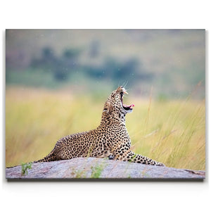 Leopard In Gentle Rain Tanzania