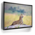 Featured image 5 for Leopard In Gentle Rain Tanzania