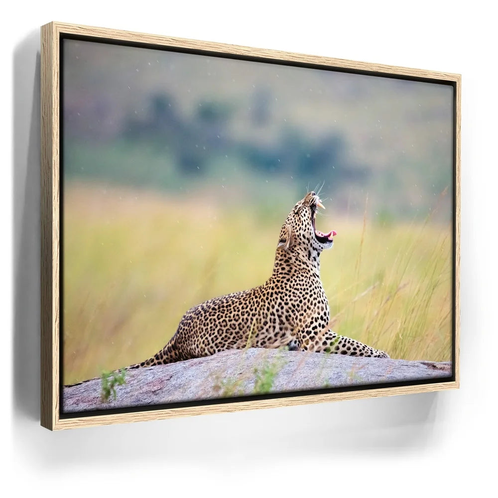 Featured image 9 for Leopard In Gentle Rain Tanzania