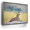 Featured image 8 for Leopard In Gentle Rain Tanzania