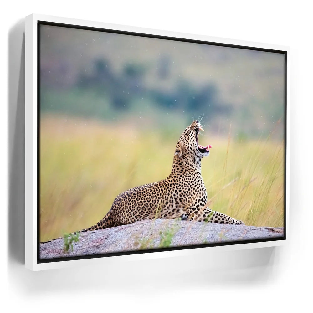 Featured image 6 for Leopard In Gentle Rain Tanzania