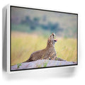 Featured image 6 for Leopard In Gentle Rain Tanzania