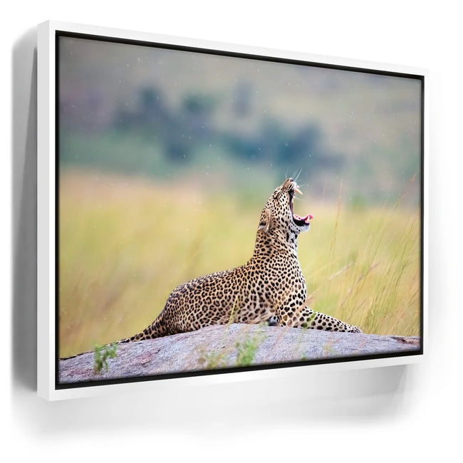 Featured image 6 for Leopard In Gentle Rain Tanzania