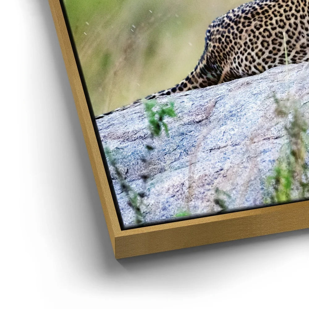 Featured image 12 for Leopard On Rock Tanzania