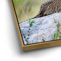 Thumbnail image 12 for Leopard On Rock Tanzania