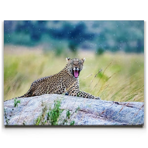 Leopard On Rock Tanzania