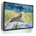 Featured image 5 for Leopard On Rock Tanzania