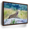 Featured image 10 for Leopard On Rock Tanzania