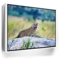Featured image 6 for Leopard On Rock Tanzania