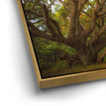 Thumbnail image 12 for Light Of The Ancient Oak