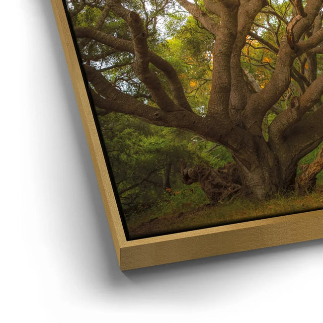 Featured image 12 for Light Of The Ancient Oak