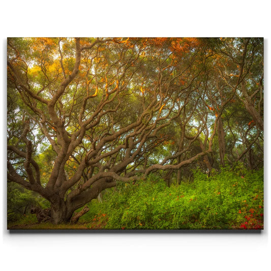 Light Of The Ancient Oak Posters, Prints, & Visual Artwork TheGoatWallArt LANDSCAPE 24x18 0.75" STANDARD