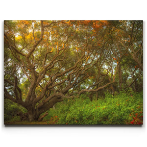 Light Of The Ancient Oak