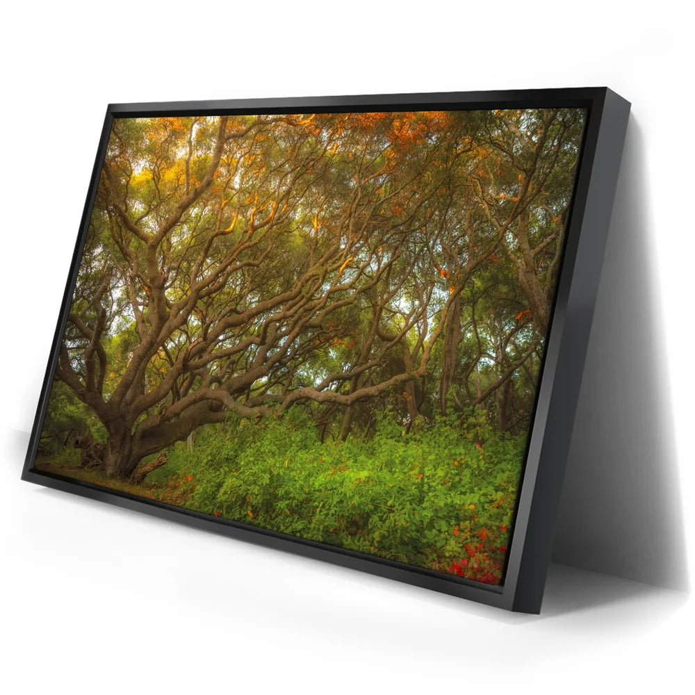 Featured image 2 for Light Of The Ancient Oak